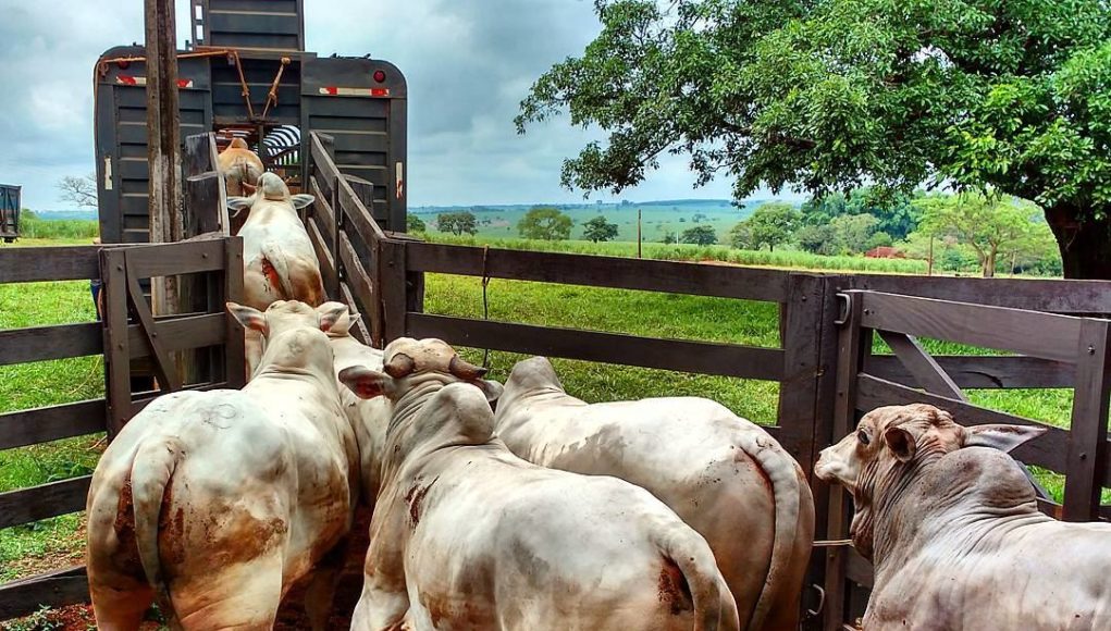 ICMS: devo pagar pelo transporte de gado entre minhas propriedades?